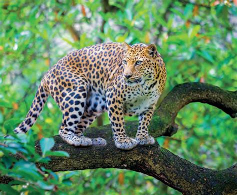 Leopards How India Can Learn To Live With Them