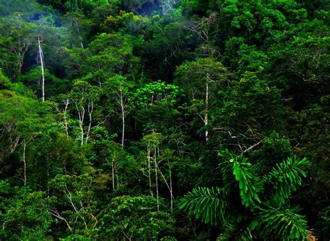 Fondos De Pantalla Naturaleza Bosque Rboles Selva Verde Hojas
