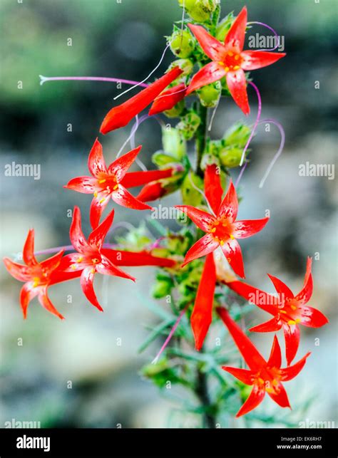 Scarlet Gilia Ipomopsis Aggregata Morning Glories Wildflowers In