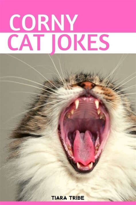 Cat Jokes That Are So Funny Youll Be Feline Pawsome