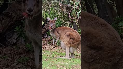 Kangaroo 🦘🦘 Trending Ytshorts Youtubeshorts Youtube Viral