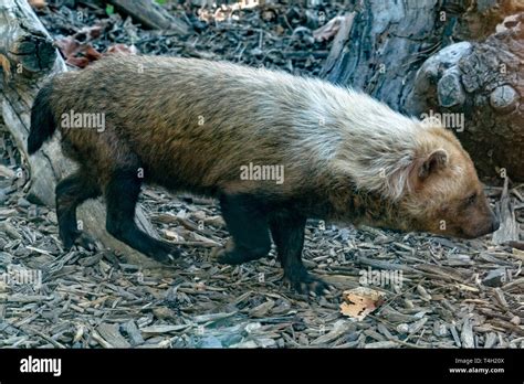South American Bush Dog Hi Res Stock Photography And Images Alamy