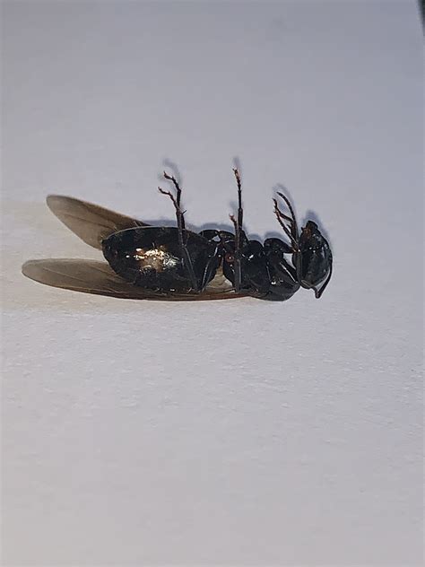 These insects are widespread and can easily appear in your swimming pool at one point. Flying Ant - Constantly in Pool - Painful bites ...