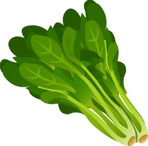 Download Green Leafy Vegetables Royalty Free Vector Graphic Pixabay