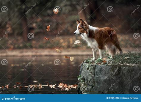 Young Border Collie Dog Standing On The Edge Of Pond Stock Image
