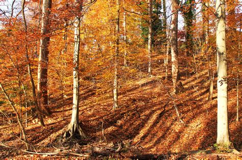 Fall Season Stock Photo Image Of Foliage Colors Change