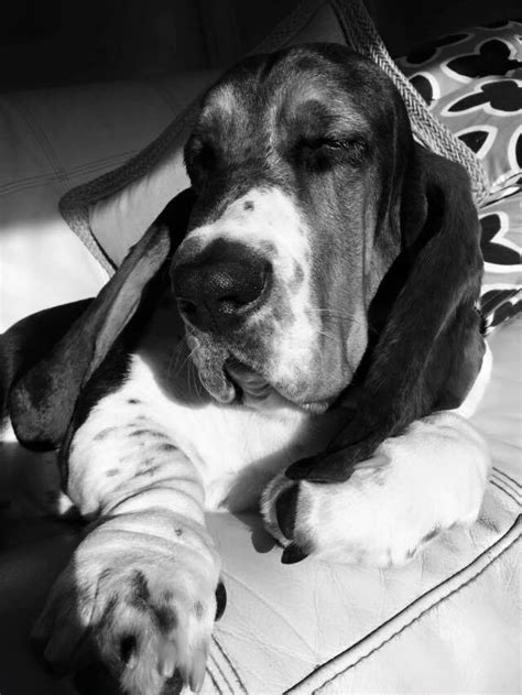 Miami Fl Basset Hounds. - Pet Breeder - Florida City ...