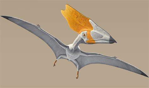 Pterosaurs Flight In The Age Of Dinosaurs How Did Prehistoric Reptiles Fly Ibtimes Uk