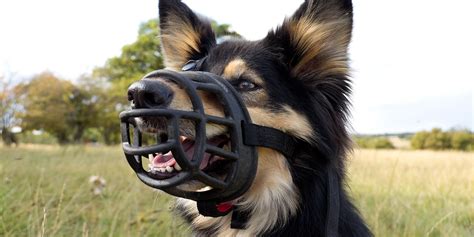 5 Best Dog Muzzles Money Can Buy In 2020 Better Dog