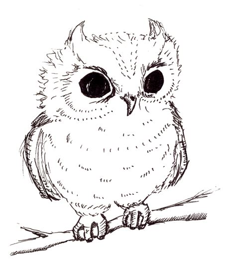 Cute Animals To Draw Owl Animals World