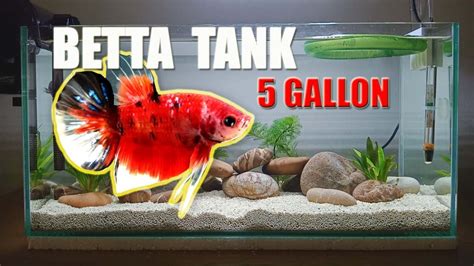 Setting Up Simple Betta Tank Gallon Youtube