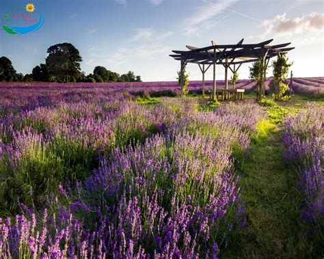 Top 3 Vườn Hoa Lavender Đà Lạt đẹp NgÂy NgẤt Như Trời Âu