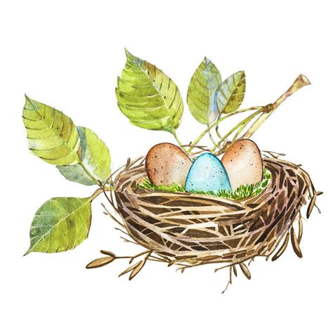 Hand Drawn Watercolor Art Bird Nest With Eggs Easter Design Isolated