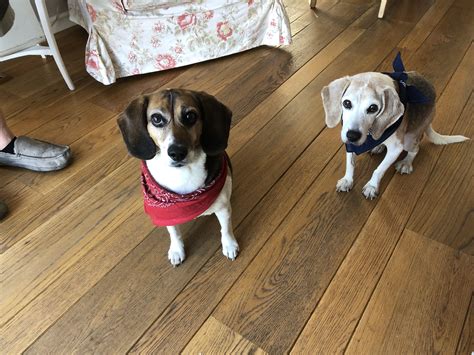 My 8 Year Old Beagle And Her 16 Year Old Sister Beagle