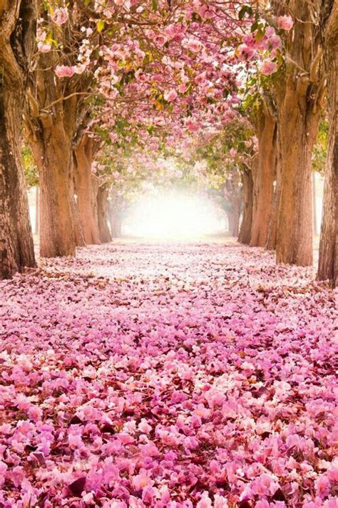 Pink Flower Pathway In The Woods Fleuriste Pinterest Beautiful