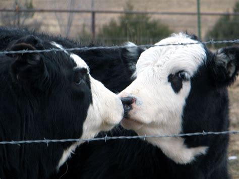 Kissing Cows Cow Animal Photo Cute Cows