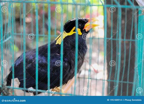 Bird Cage Myna Bird Talking Myna Birdblack Bird Stock Photo Image Of