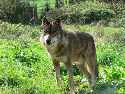 Geração Verde Portugal Sos Lobo Ibérico