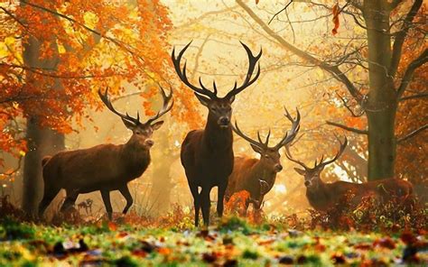 Images For Deer High Resolution Desktop Wallpapers