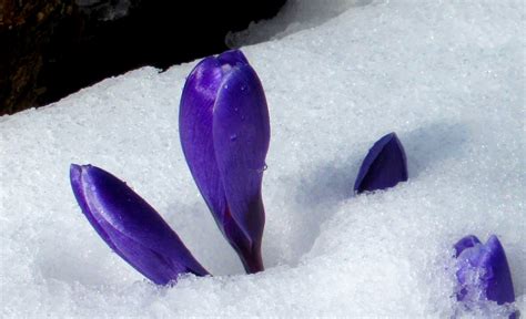 Crocus In The Snow Open To The Magic