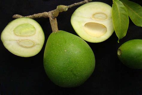 White Sapote The Delicious Nutritious Fruit Crop Worthy Of Your