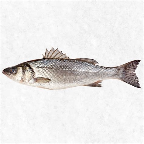 Line Caught Sea Bass 野生鱸魚 Seafood Society