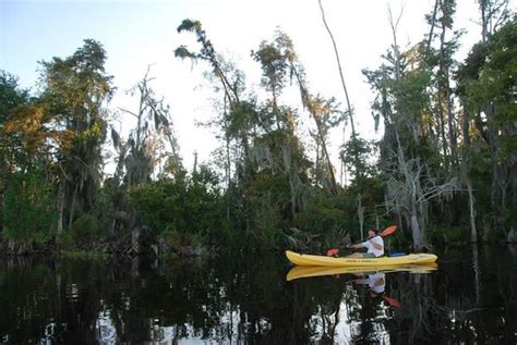 Kayak Swamp Tours New Orleans 2021 All You Need To Know Before You