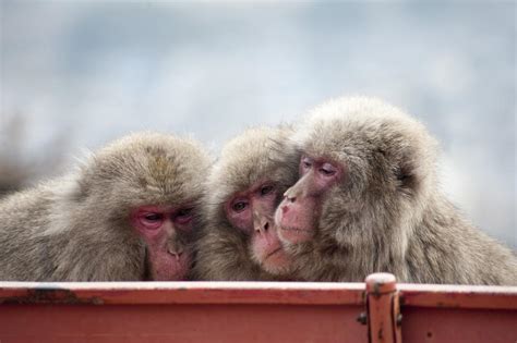 Free Stock Photo 5967 Three Monkeys Freeimageslive