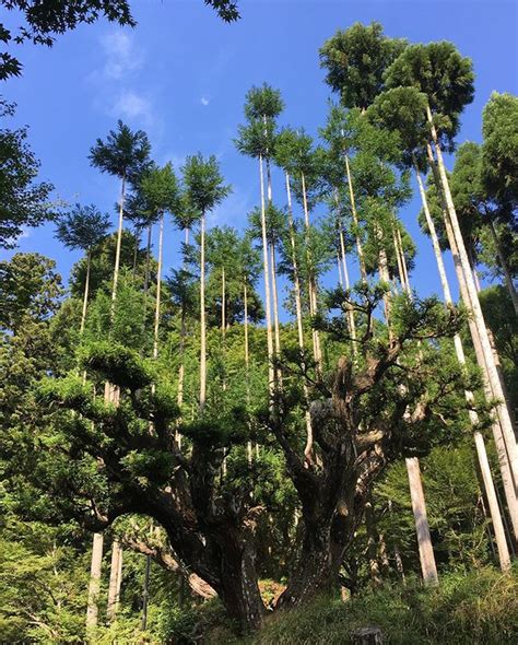 Daisugi The Ancient Japanese Art Of Growing Trees On Top Of Other Trees Brightvibes
