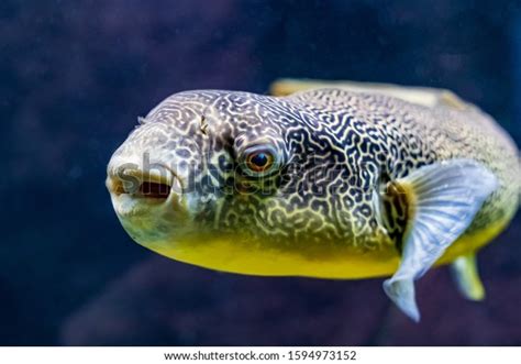 Tetraodon Mbu Puffer Fish Aquarium Stock Photo 1594973152 Shutterstock