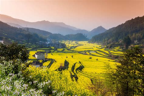 Canola Flower Fields Wuyuan Known As The Most Beautiful Countryside