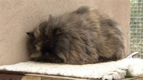 Stowaway Cat Survives Five Hour Flight Bbc Newsround