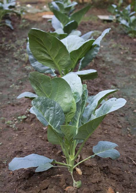 Kale Seed Planting
