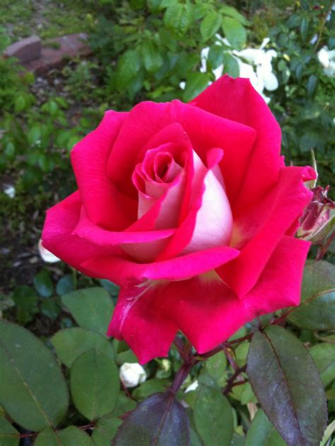 Kind hearts are a garden: Grandiflora rose - Love