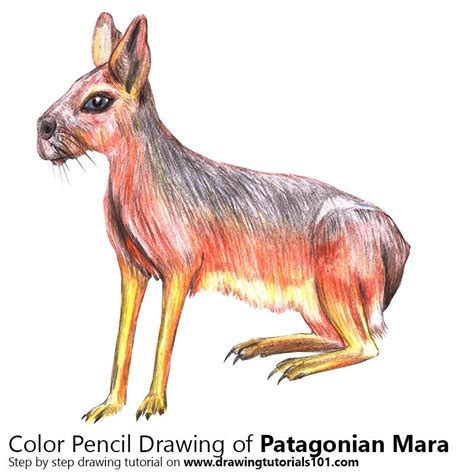 Patagonian Mara With Color Pencils Time Lapse Color Pencil Drawing