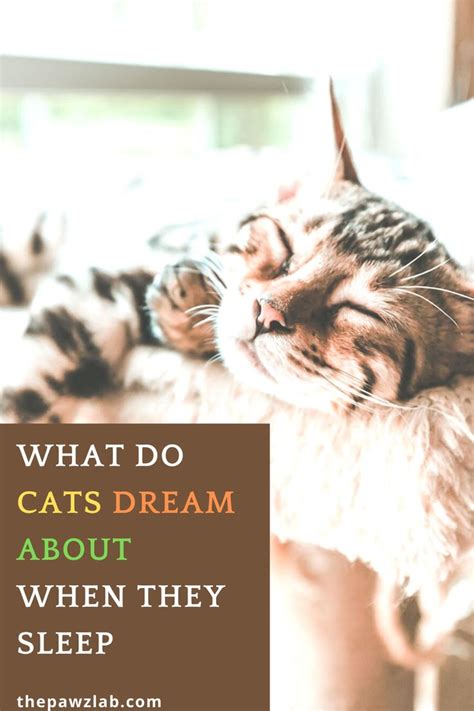 What Do Cats Dream About Dream Cgw