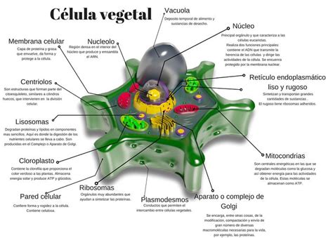 Célula Vegetal Caracteristicas Partes Funciones Información