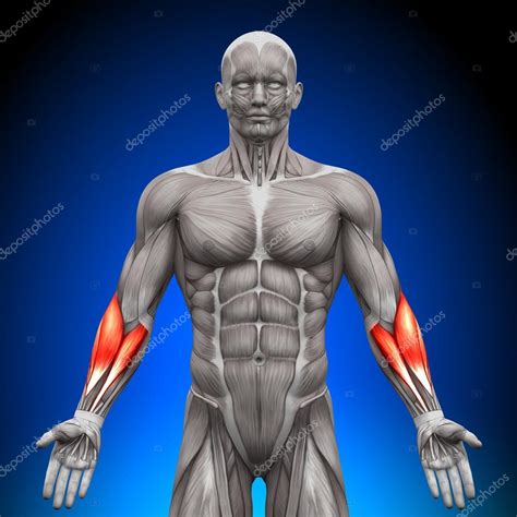 Antebrazos Músculos De Anatomía 2022