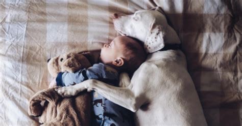 This Baby And His Rescue Dog Bff Put Your Cuddle Skills To Shame