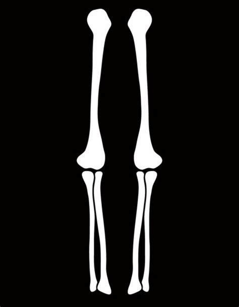 Download High Quality Arm Clipart Skeleton Transparent Png Images Art