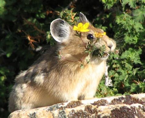 American Pika Hamster Little Critter Animals Of The World Beautiful