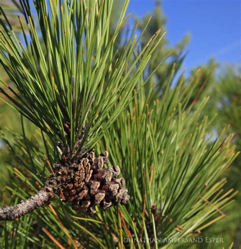 Red Pine Cone And Needles From Treetop Wildernesscapes Photography