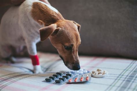 Our Top Tips On Giving Your Dog Medication At Home
