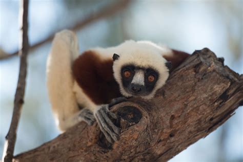 Review Island Of Lemurs Madagascar Slant Magazine