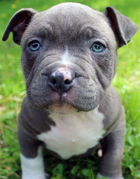 Blue Nose Pitbull Puppies For Sale - Blue Nose Pitbull Breeders - Baby
