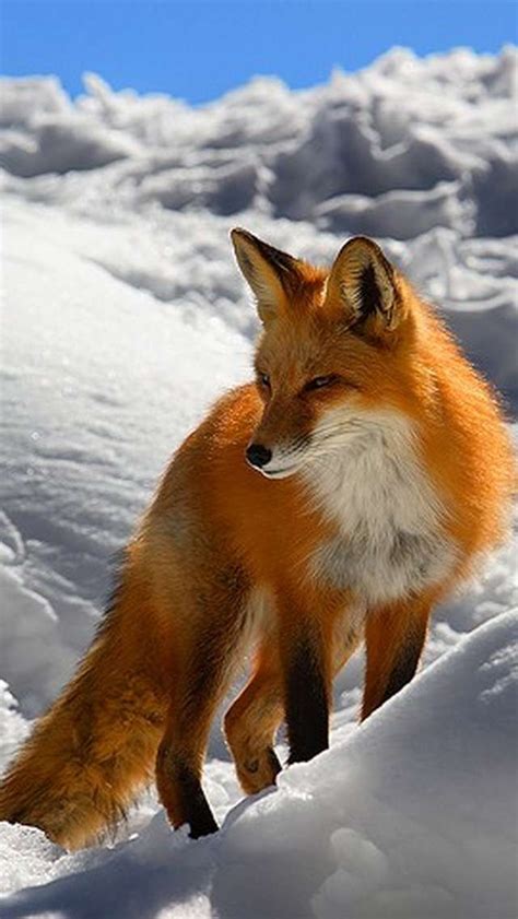 Winter Fox Iphone Wallpapers Animals Wild Fox In Snow Animals