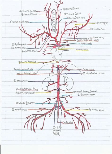 Medial pectoral, lateral pectoral, intercostal, subcostal, phrenic, vagus, pelvic splanchnic. Pin de Iaud Alaee en Canine | Anatomia cardiaca ...