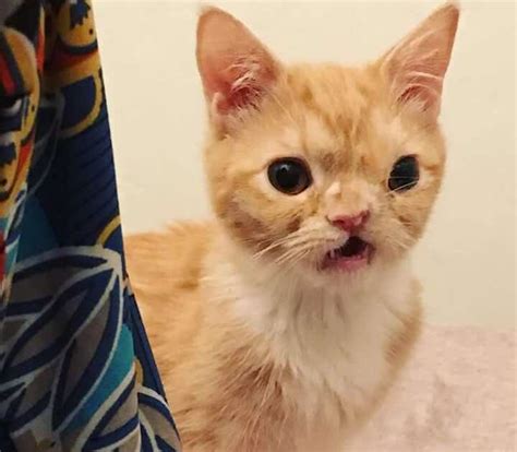 Cat With Cutest Smushed Face Loves Getting Into Trouble The Dodo