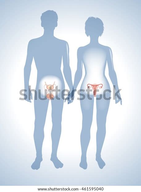 Male Female Reproductive Systems Silhouettes Men Stock Vector Royalty