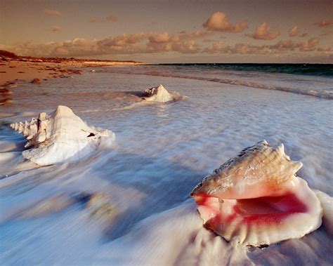 Sea treasures - Treasure Photo (23175363) - Fanpop
